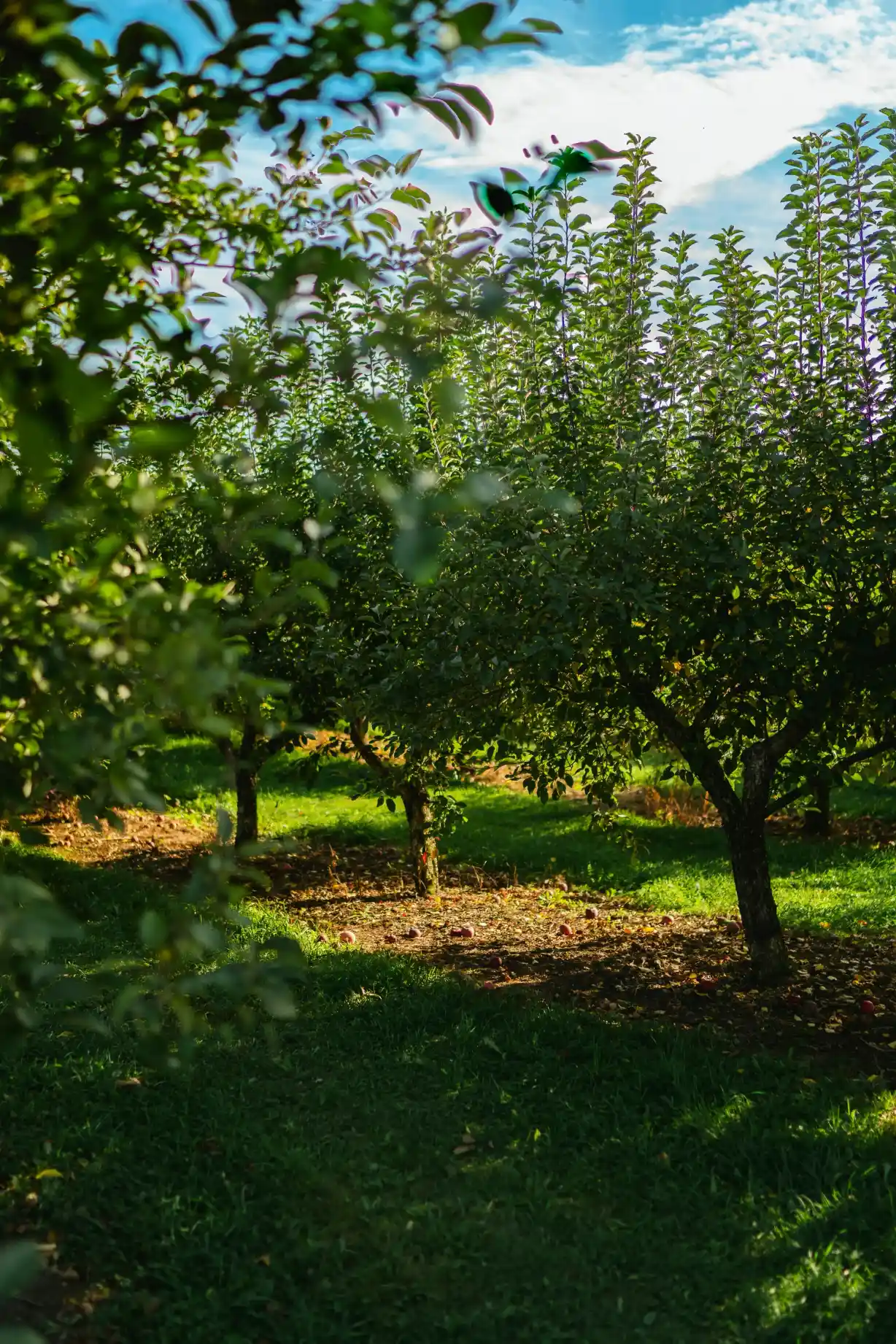 Farmers in Himalayan fields